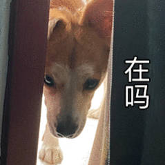 我有一个很小众的恐惧点微信：在吗？😨 
