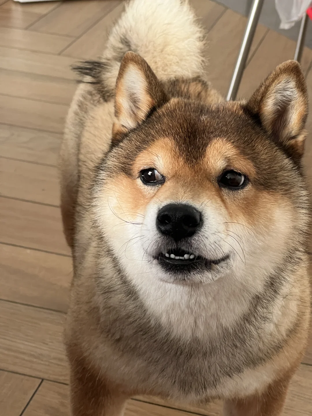 讨人厌的亲戚又来了