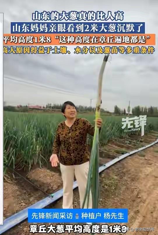 现实版的葱比人高，一点都不假！这里的大葱，平均身高180，多少男人羡慕的对象啊！