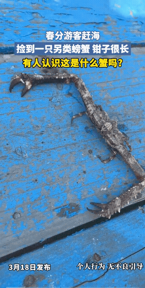 活口板子蟹，至少是8级钳工……
隔着屏幕都感觉到这只蟹和其他蟹有特殊的区别，也算