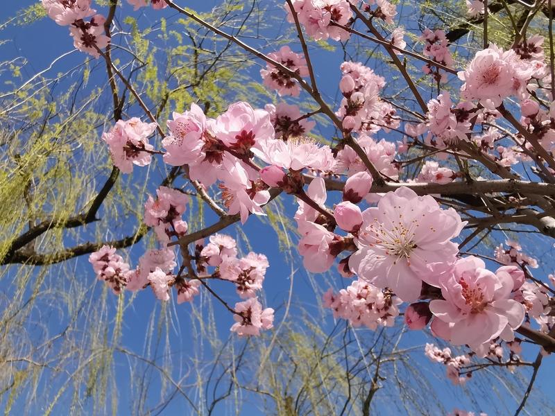 AI妙生图柳绿桃红景色美。