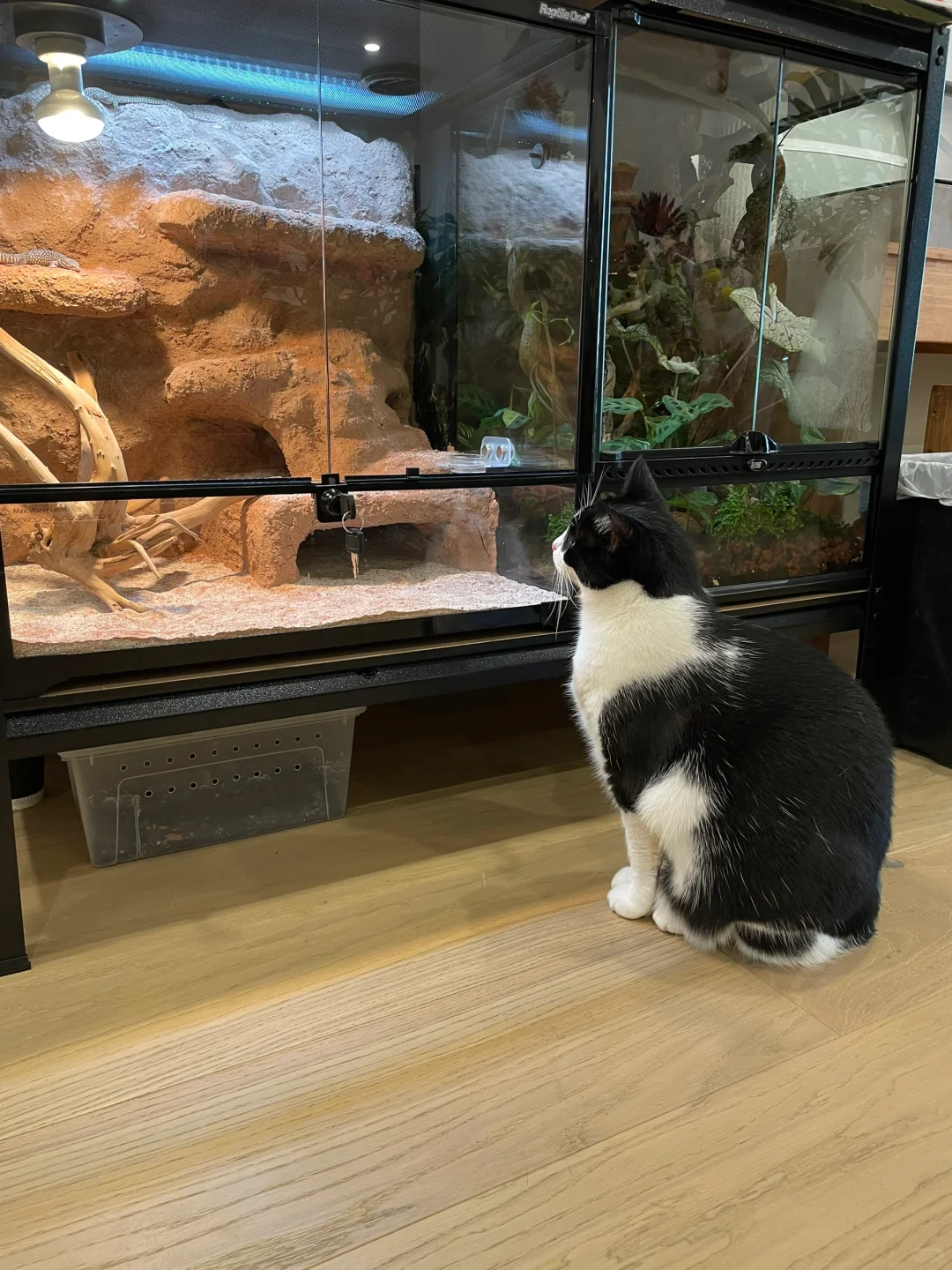 谁家小猫这么闲？ 看了一下午～