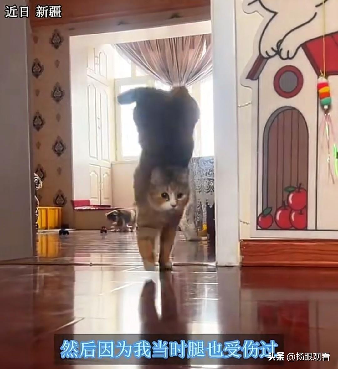 残疾小猫靠倒立走路😭生命力好震撼！
 
新疆暖心一幕真的看哭我！
 
有一位男