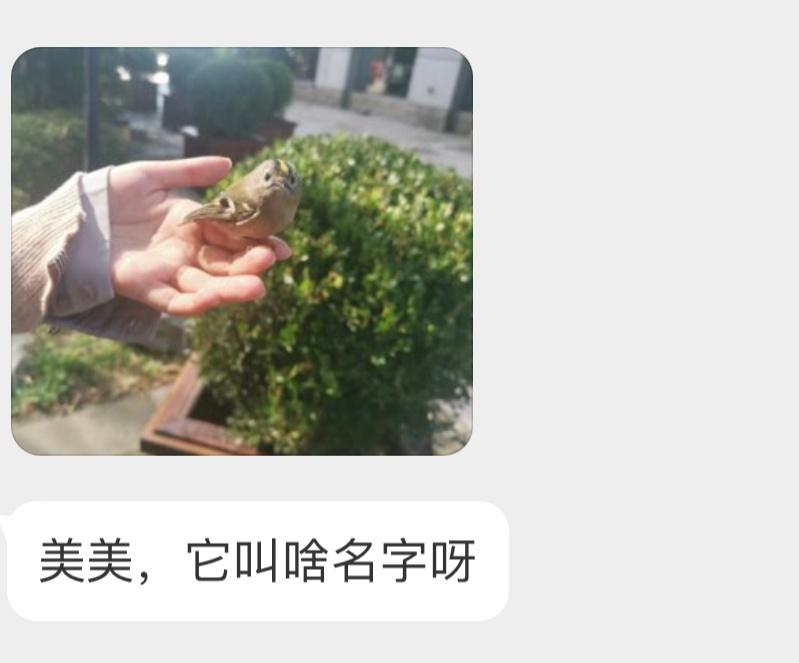 填空题环节～头顶戴着一朵小菊花所以它叫 戴（ ）！ ​​​