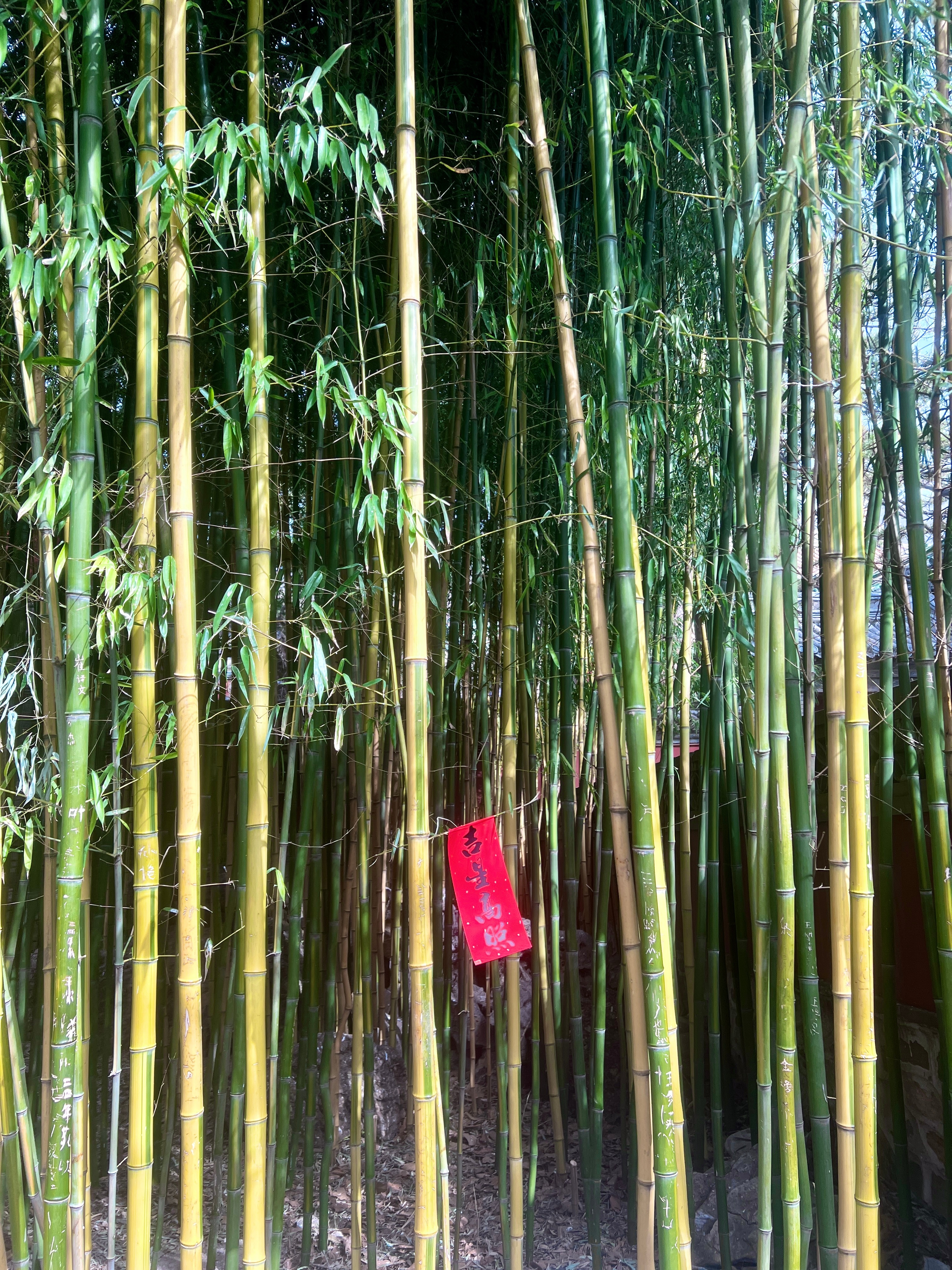 端午安康🎋💚 北京