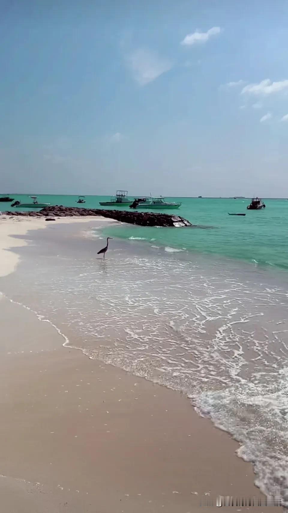 海鸥戏水边，碧浪逐沙滩。诲浪沙滩风景， 大海海滨之美