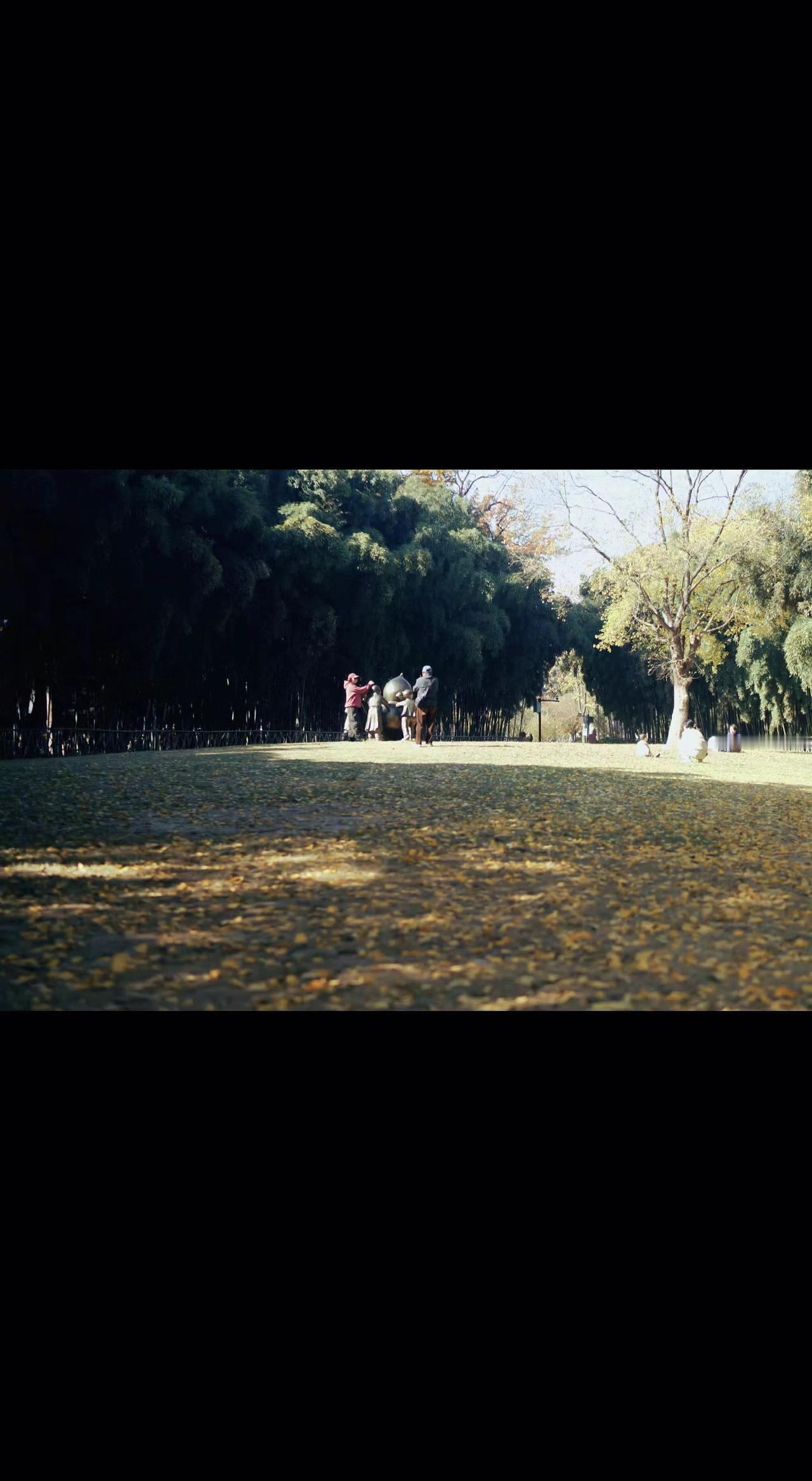 🍂阳光把落叶铺成金色地毯，秋风牵着影子散步✨时光是慵懒的猫，蜷在树影里打盹