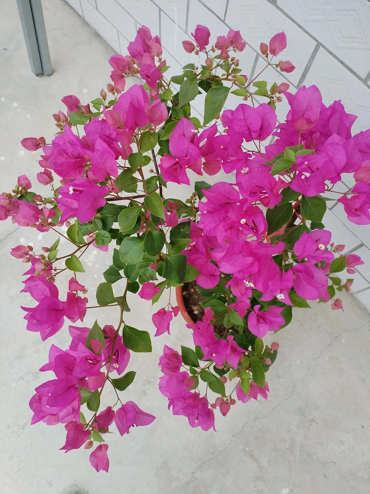 ＃实拍自己养的花三角梅＃