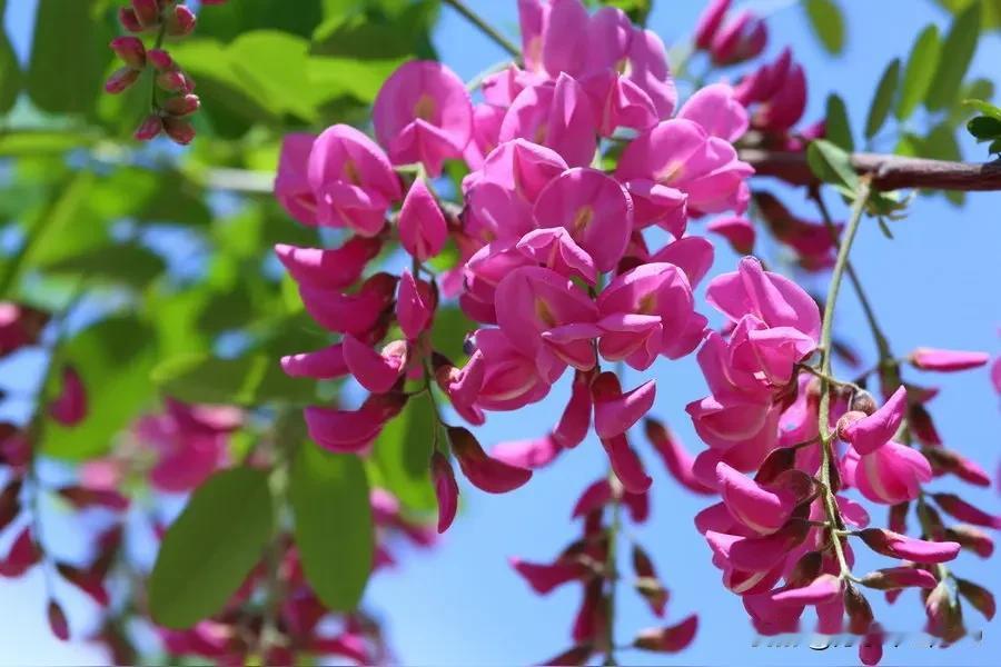 红槐树
樱花落尽满院青，
竹笋脱壳鸟争鸣。
昔日说媒老槐树，
如今因何这般红？