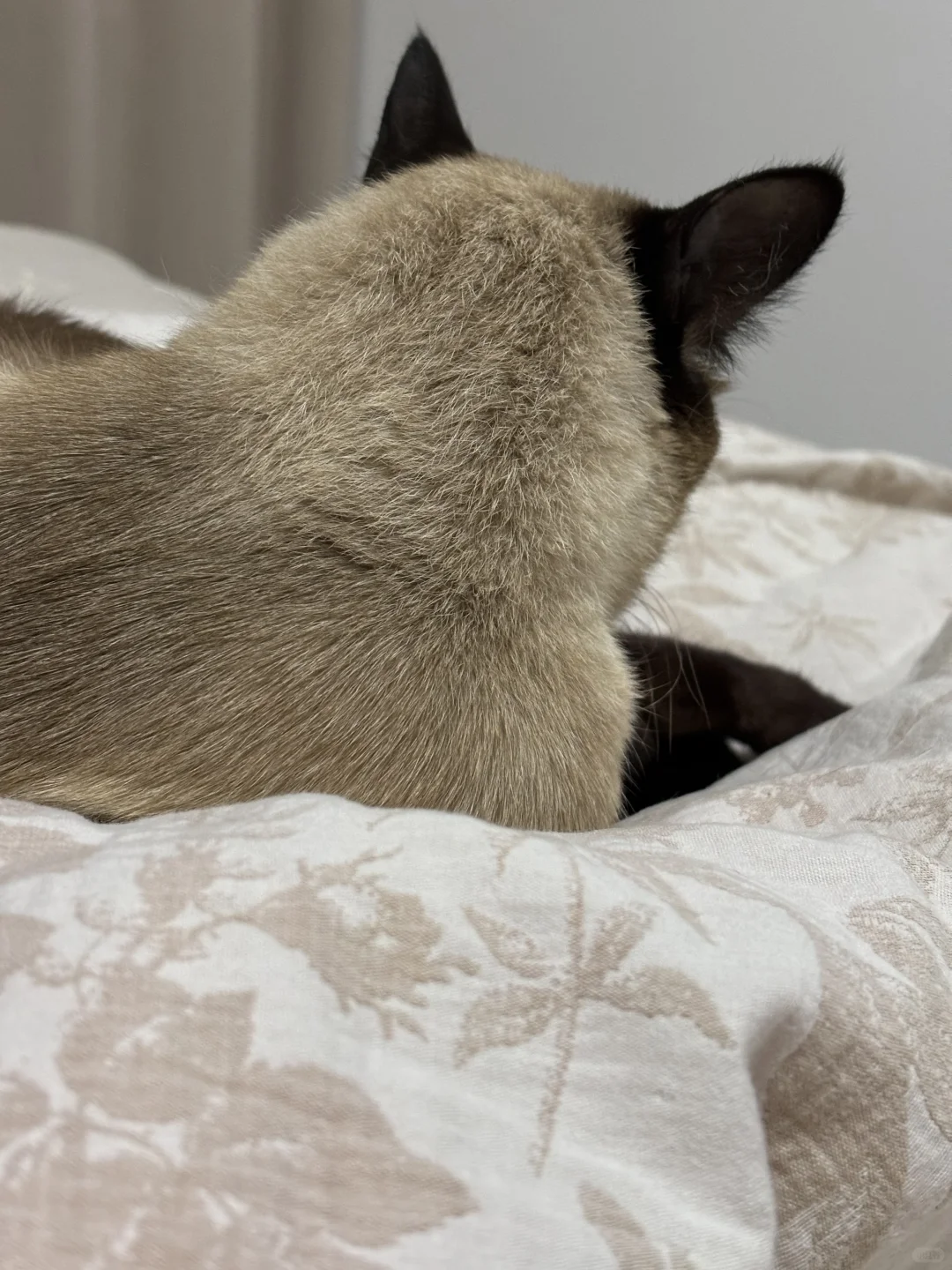 这……猕猴桃？