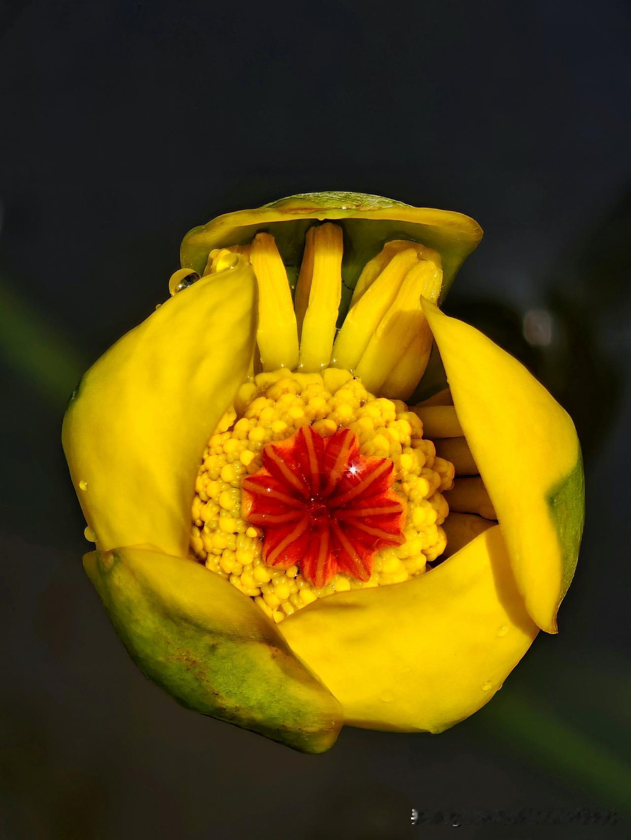 我不追逐阳光的方向
只在水下的根茎里，安静生长
花瓣是我摊开的手掌
承接晨露，也