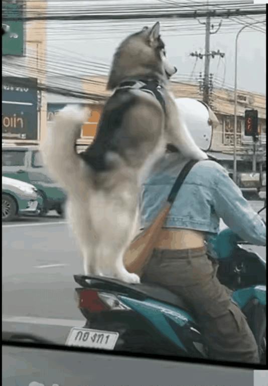 这种可爱的狗狗谁不宠啊！