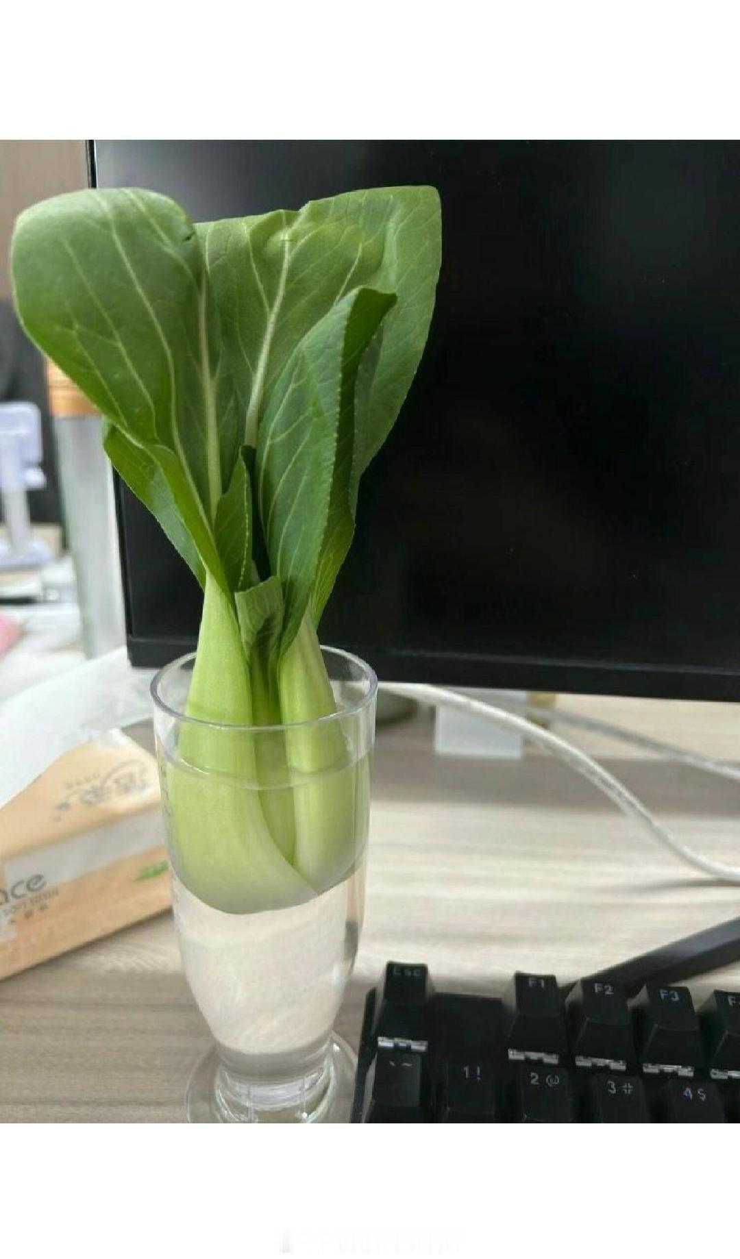 当代打工人在养一种很新的绿植 （