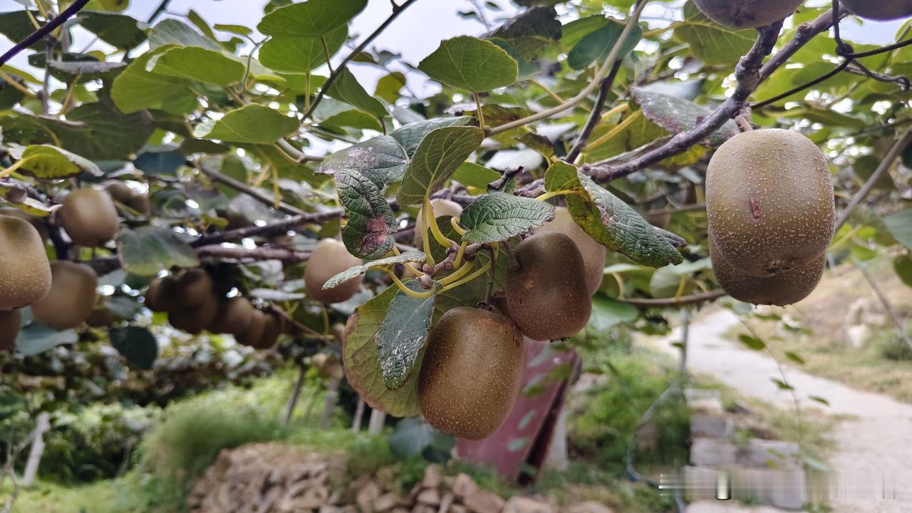 今天和柔力球队的队友们跟着保险公司组织的活动，开开心心去青岛北宅摘猕猴桃！出发前