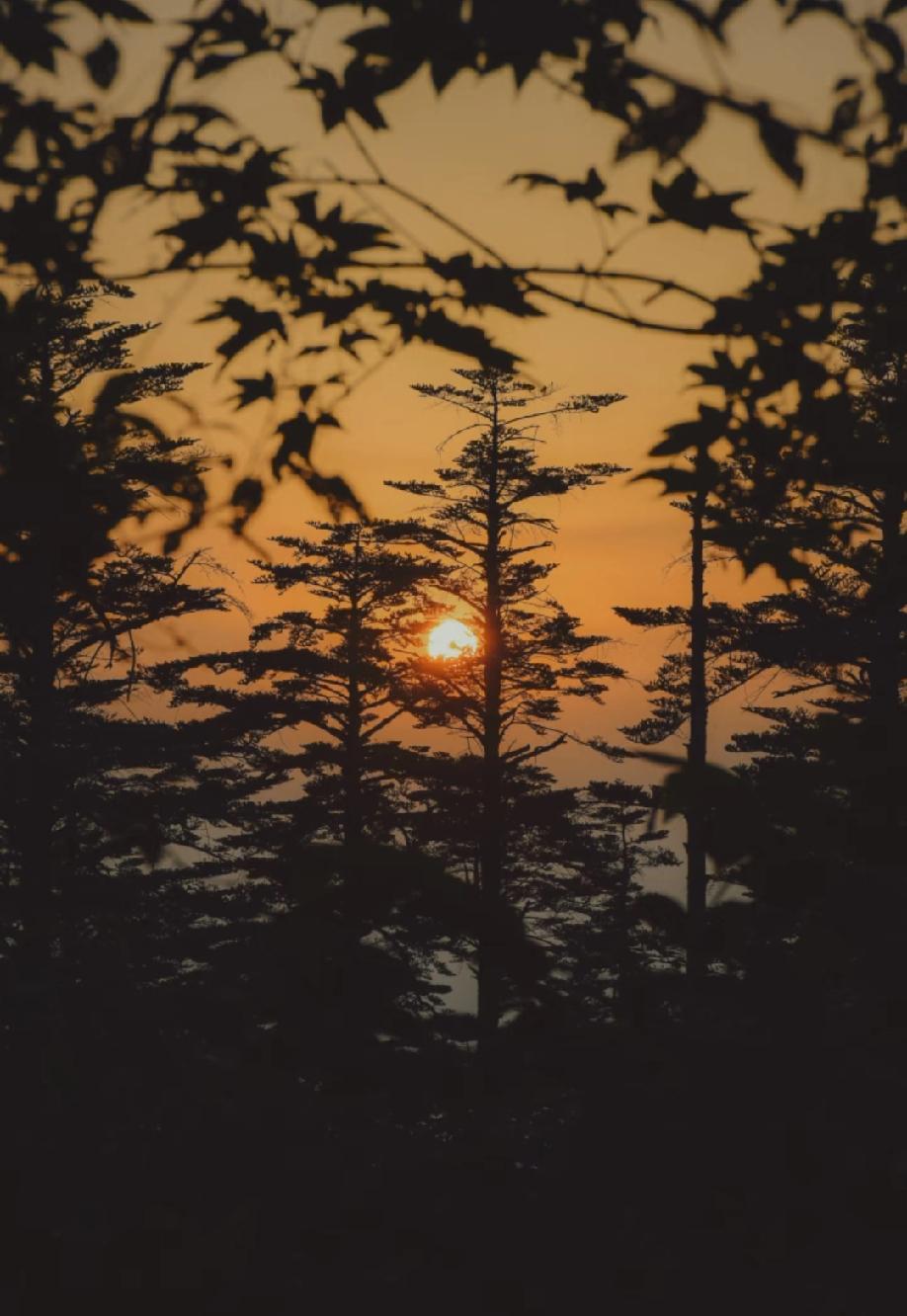 莫言说：“不管你有多么爱自己的子女，不遗余力地供他们上大学，千辛万苦地把他们抚养