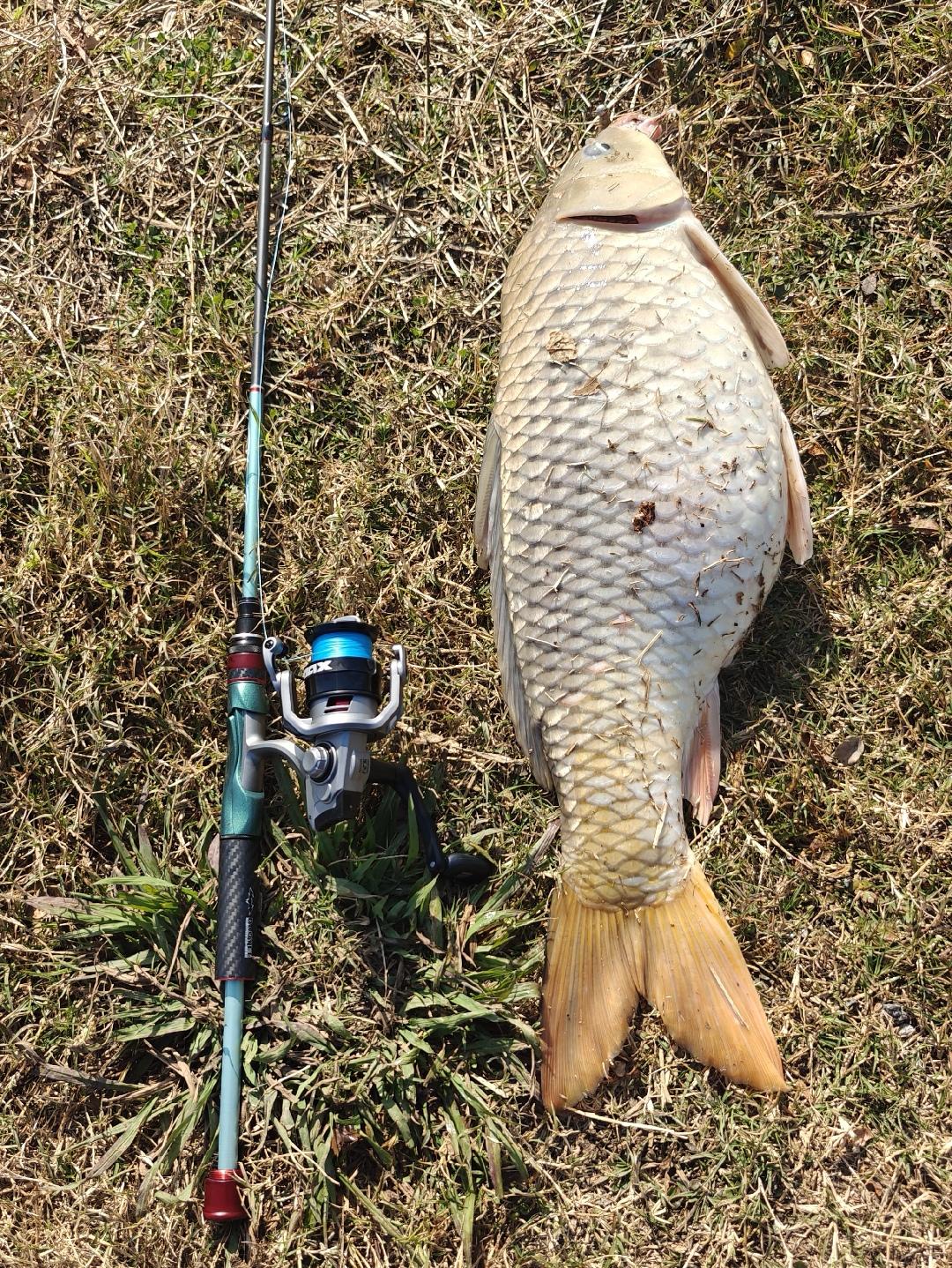 新迈拓路亚版鱼获分享！新迈拓路亚版的顶环内径为3.0，所以可以兼顾滑漂...