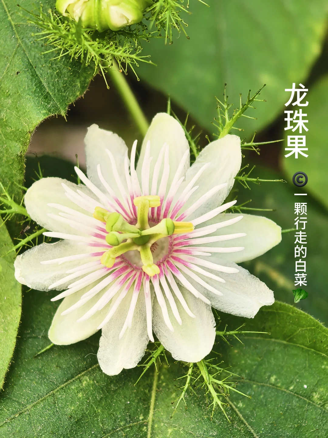 超好吃的迷你百香果开花啦！！！