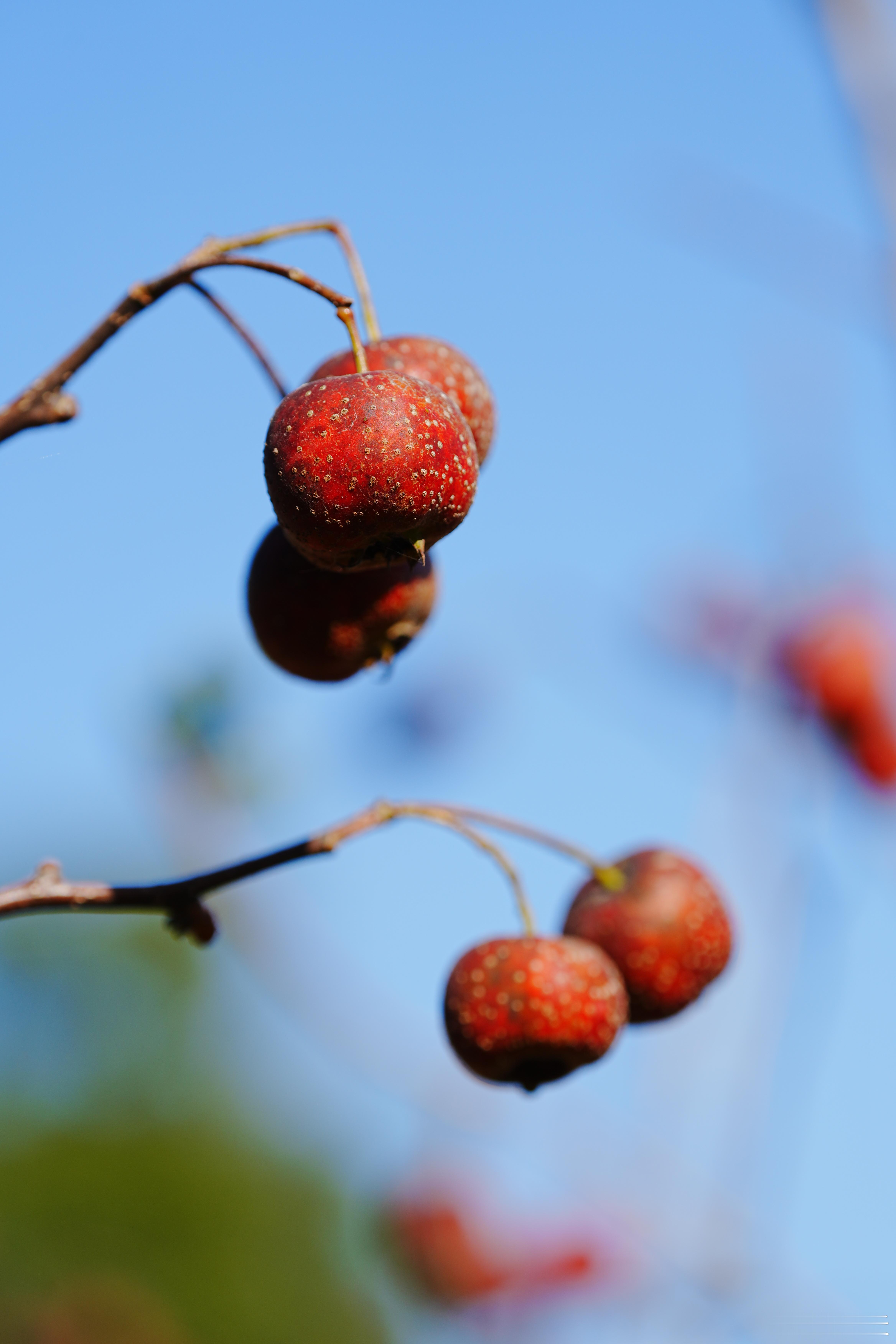 山楂。再不吃要烂了蜗的摄影日记