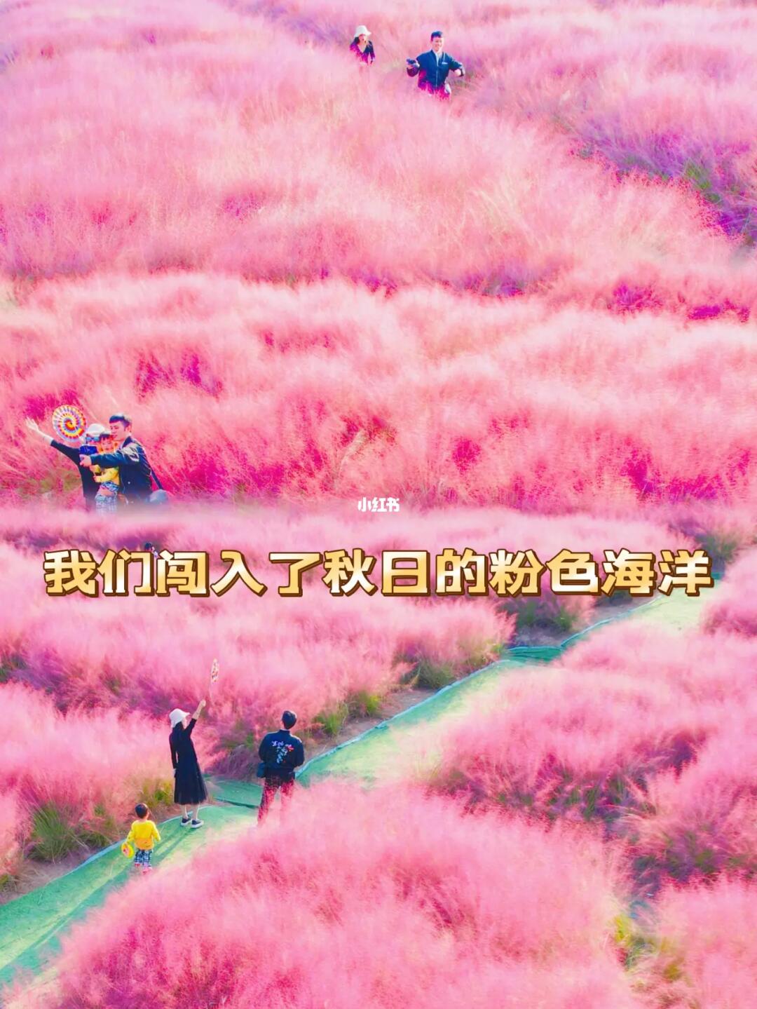 杭州10月最浪漫的粉黛花海（临平艺尚小镇）