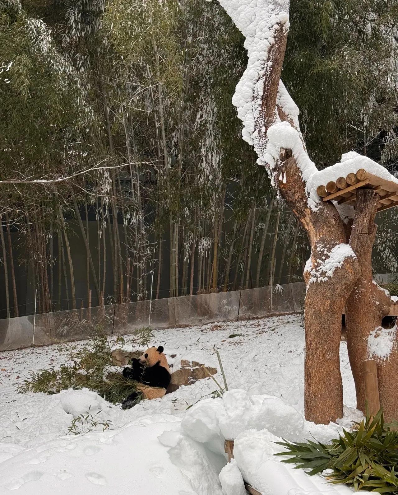 又见人工造雪！！！❄❄❄❄❄❄
小爱是多么幸运遇到这么好的奶爸
初到韩国，因为冬