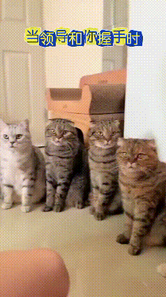 猫界“朝会”名场面！主子挨个握手，猫咪表情像极了不同级别打工人
 
主人在家整活