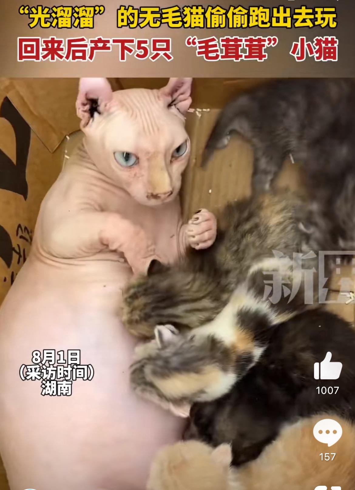 离奇，无毛猫生下5只小猫，长相各异。猫没长毛够罕见了，失踪几天回家，怀孕了主人还