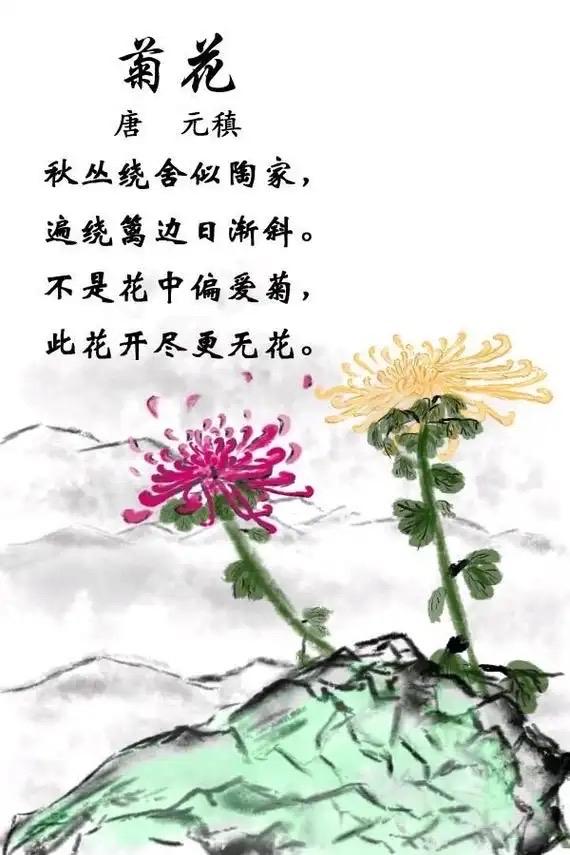 “不是花中偏爱菊，此花开尽更无花”，元稹此句道尽对菊的偏爱。菊花于百花凋零后傲然