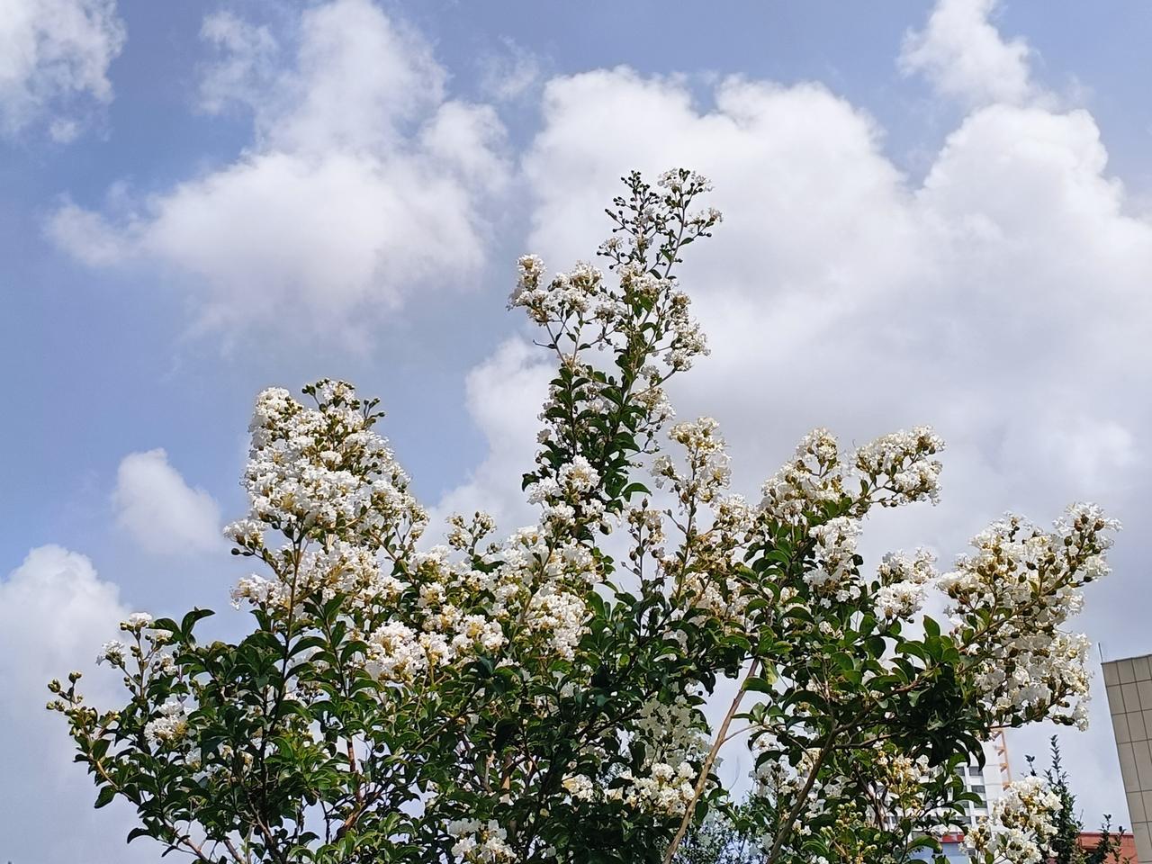 送夏迎秋，时节悄然流转。
 
今日到医院取第三代奥西替尼靶向药，也带上之前在山大