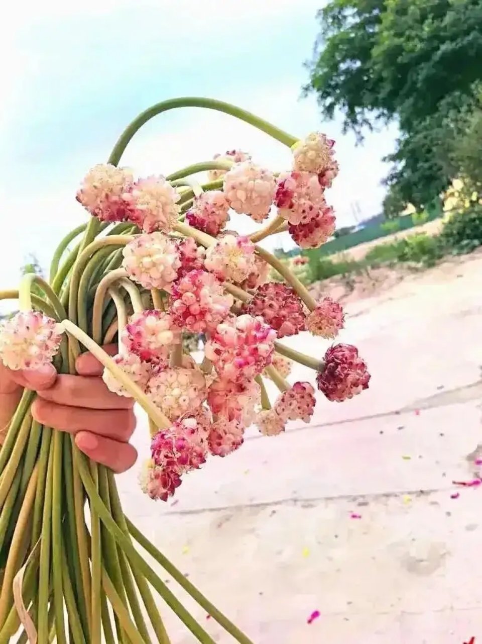 安徽女生遗忘 13 天的蒜苔开花了，好绝，网友：这比我养的绿萝还好看 