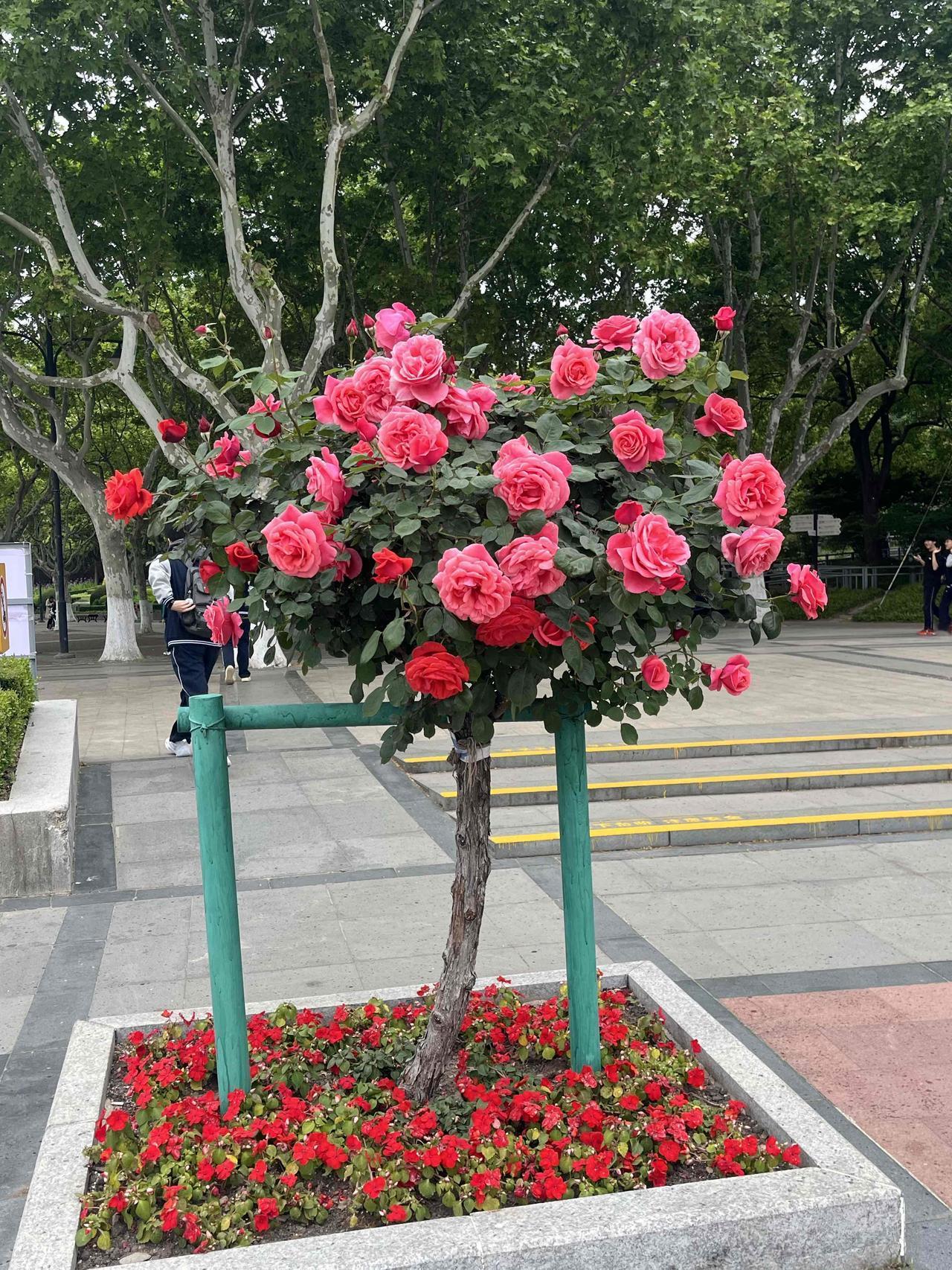 上海世纪公园蔷薇月季进入盛花期，趁天气晴朗，和母亲来一场赏花之约吧！
地点：浦东