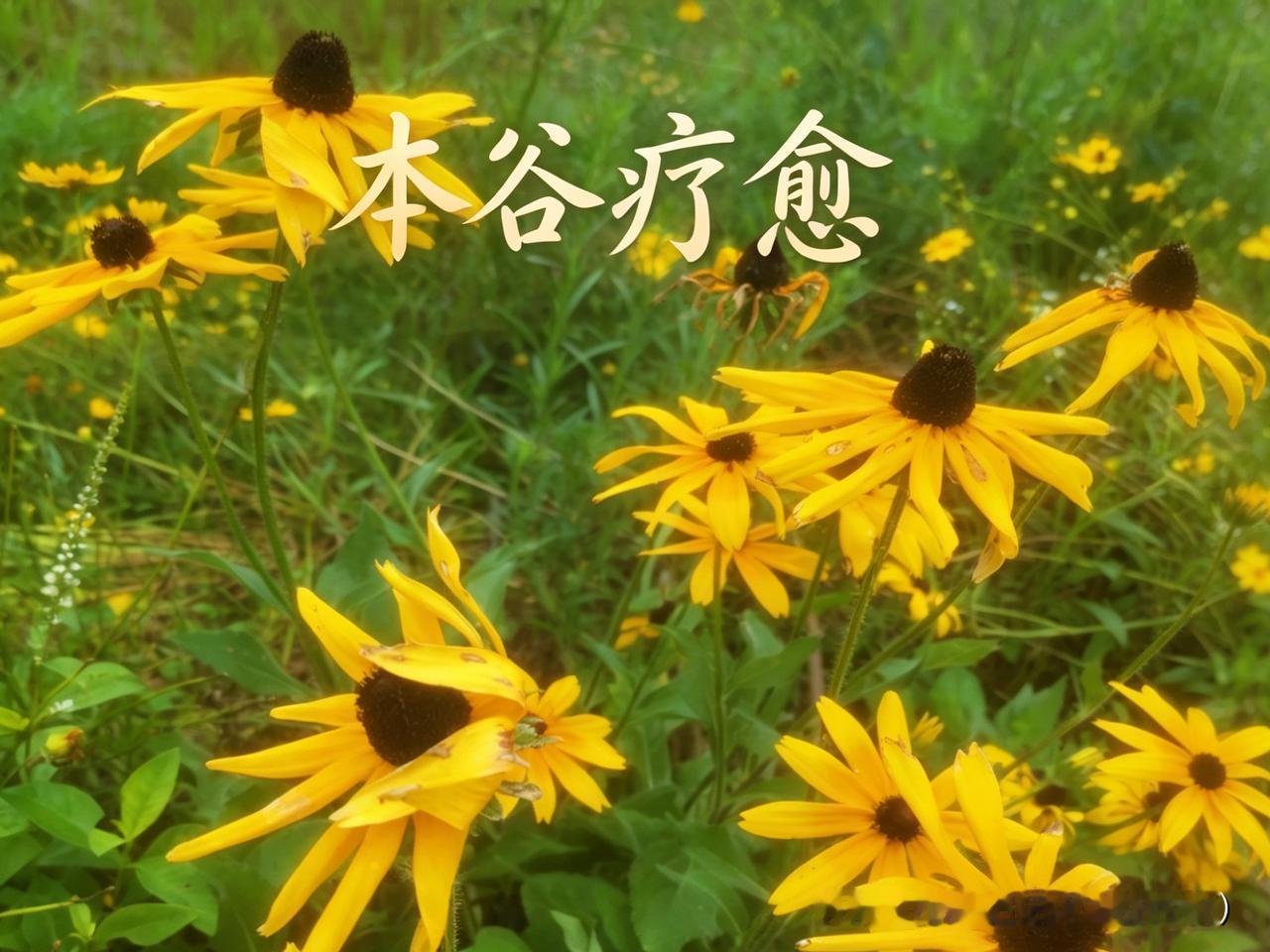 小岗村毫不客气地说，当前国家最头疼的食品安全问题，与分田单干不无关系。将统一管理