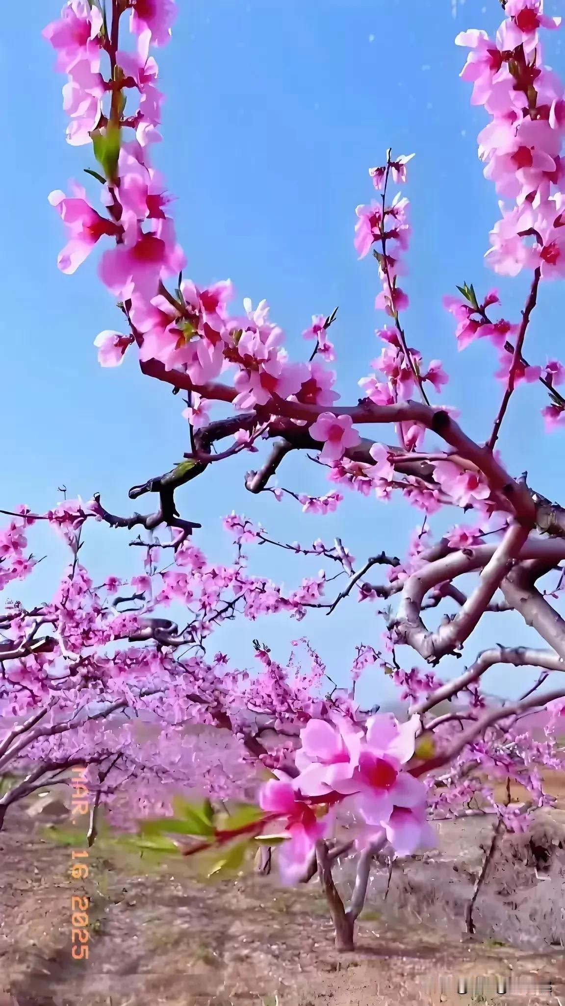 梅花兰花花花娇。