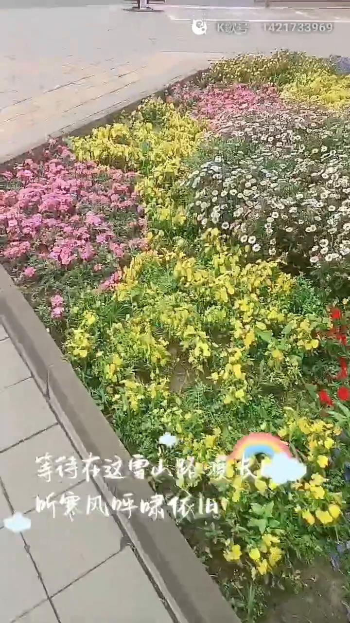 自你离开以后，从此就丢了温柔。等待在这雪山路漫长，听寒风呼啸依旧。眼望不到边，风