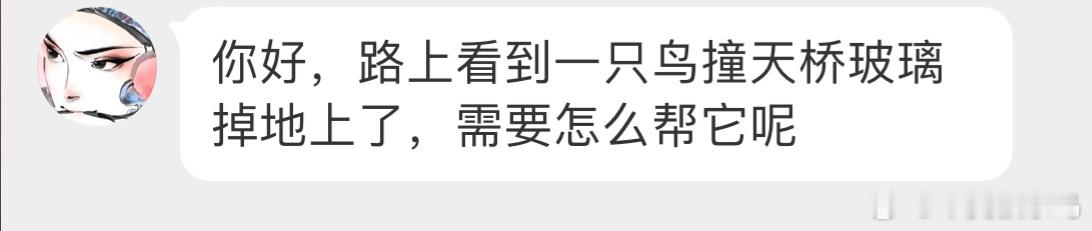#鸟粉投稿# 撞玻璃的【乌鸫】👶🏻给它挪动到附近的灌木丛休息精神好了可以自己