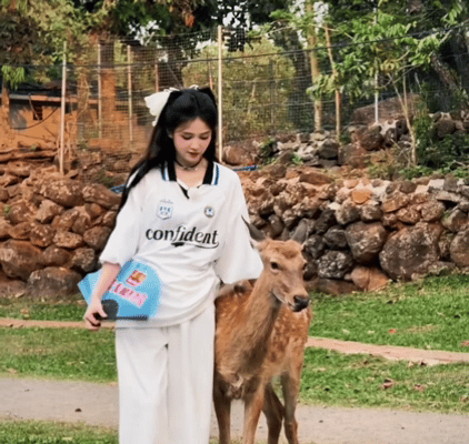 白鹿和梅花鹿合拍奔跑吧 一只试图抢镜的梅花鹿，一个被迫营业的白鹿。两个鹿同框，一