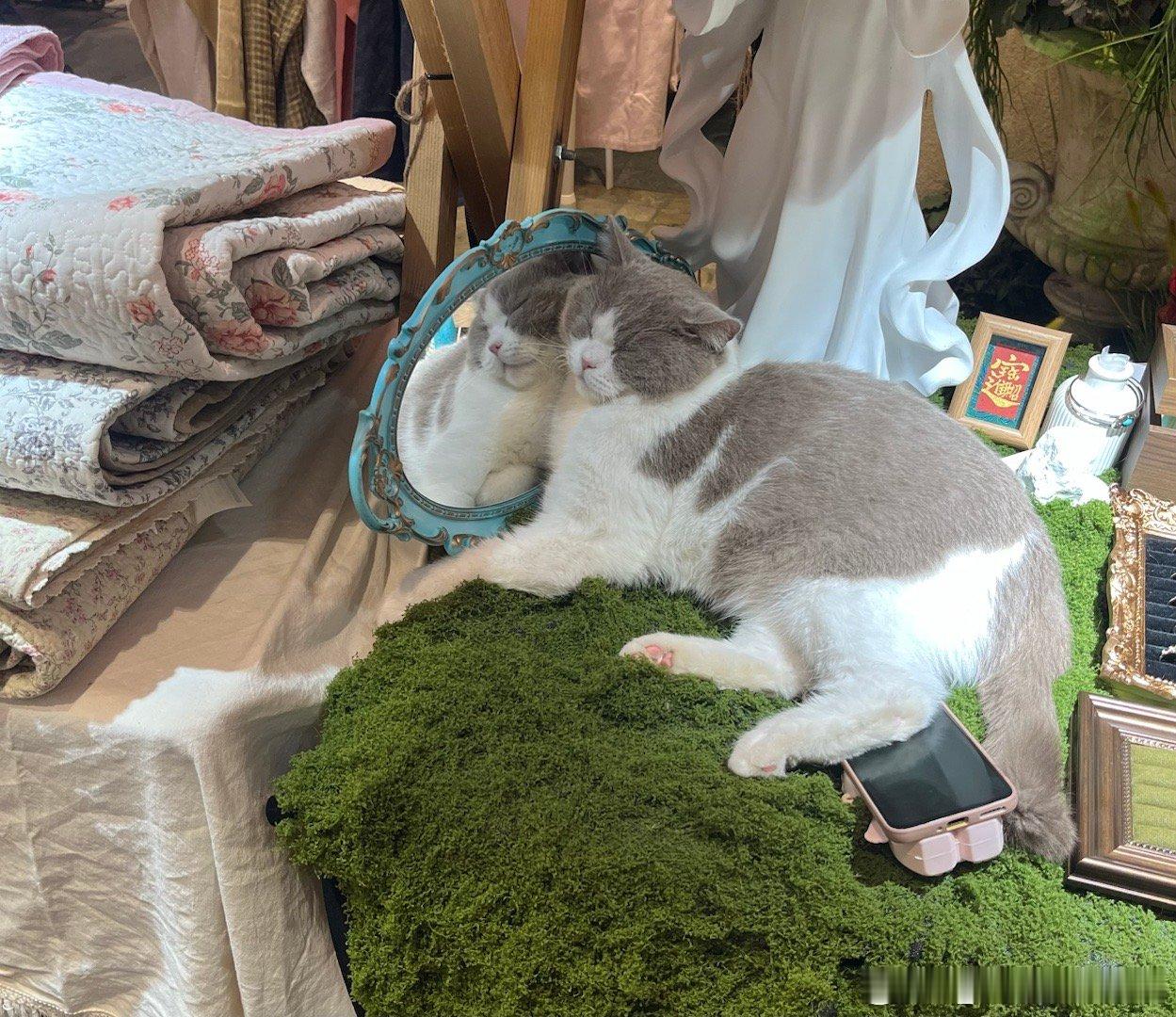 逛街看到了我的人生理想：做一只内核强大不惧他人目光的天生丽质难自弃的懒咪