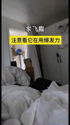 看到这个视频可真稀罕！这猫也太能窜了，房顶上挂的圆蚊帐，它稀罕得不行。卯足了劲儿
