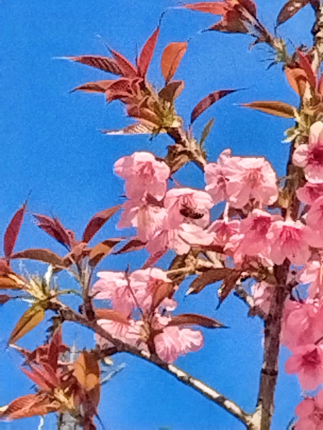 踏入2026年，这开年的景象实在妙不可言！湛蓝的天空澄澈如洗，樱花悠悠飘落，宛如