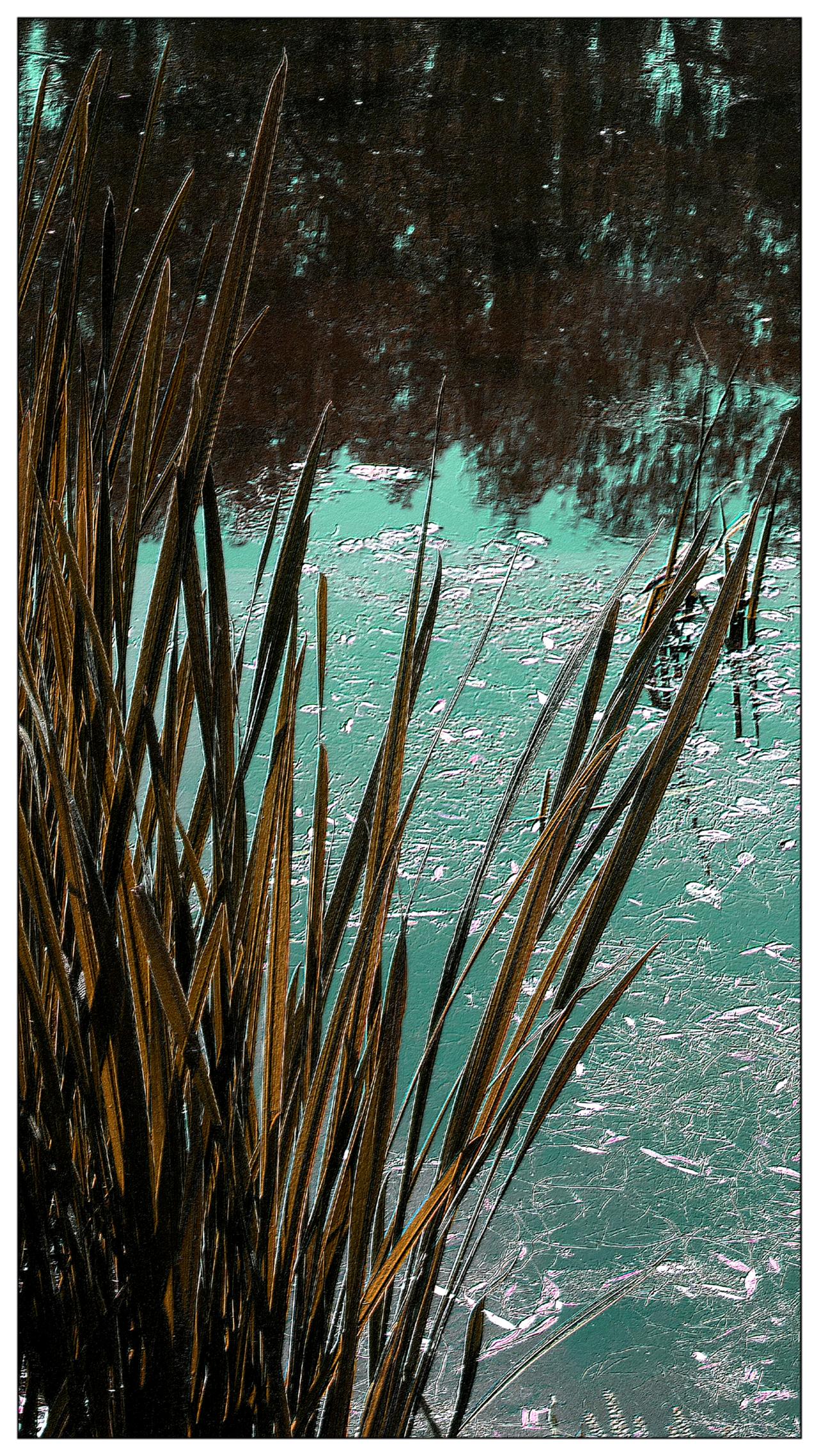 草草在湖边