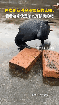 再次刷新对乌鸦智商的认知 ！[泣不成声]