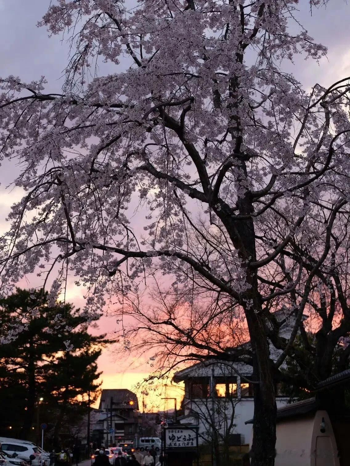 那一棵棵，大岛樱，密密匝匝开满了素白细嫩的花儿，“遥知不是雪，为有暗香来。”没有
