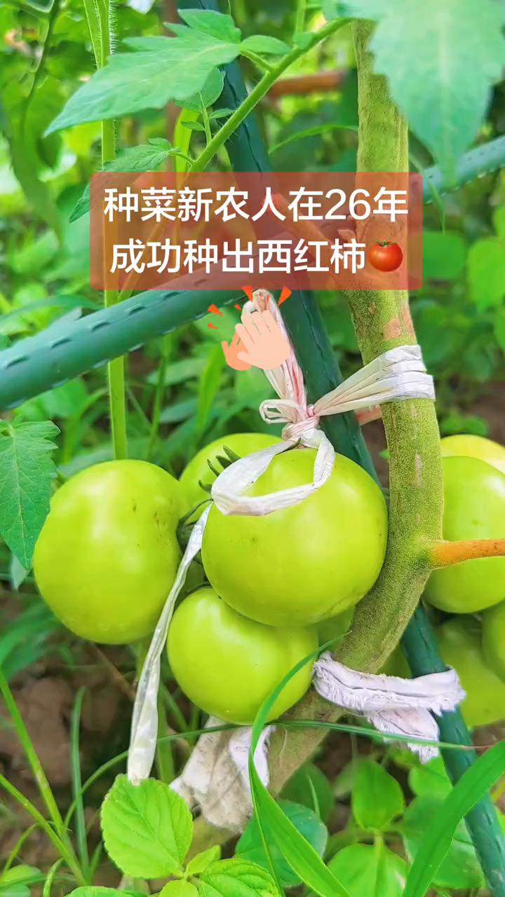 种菜新农人在26年成功种出西红柿。