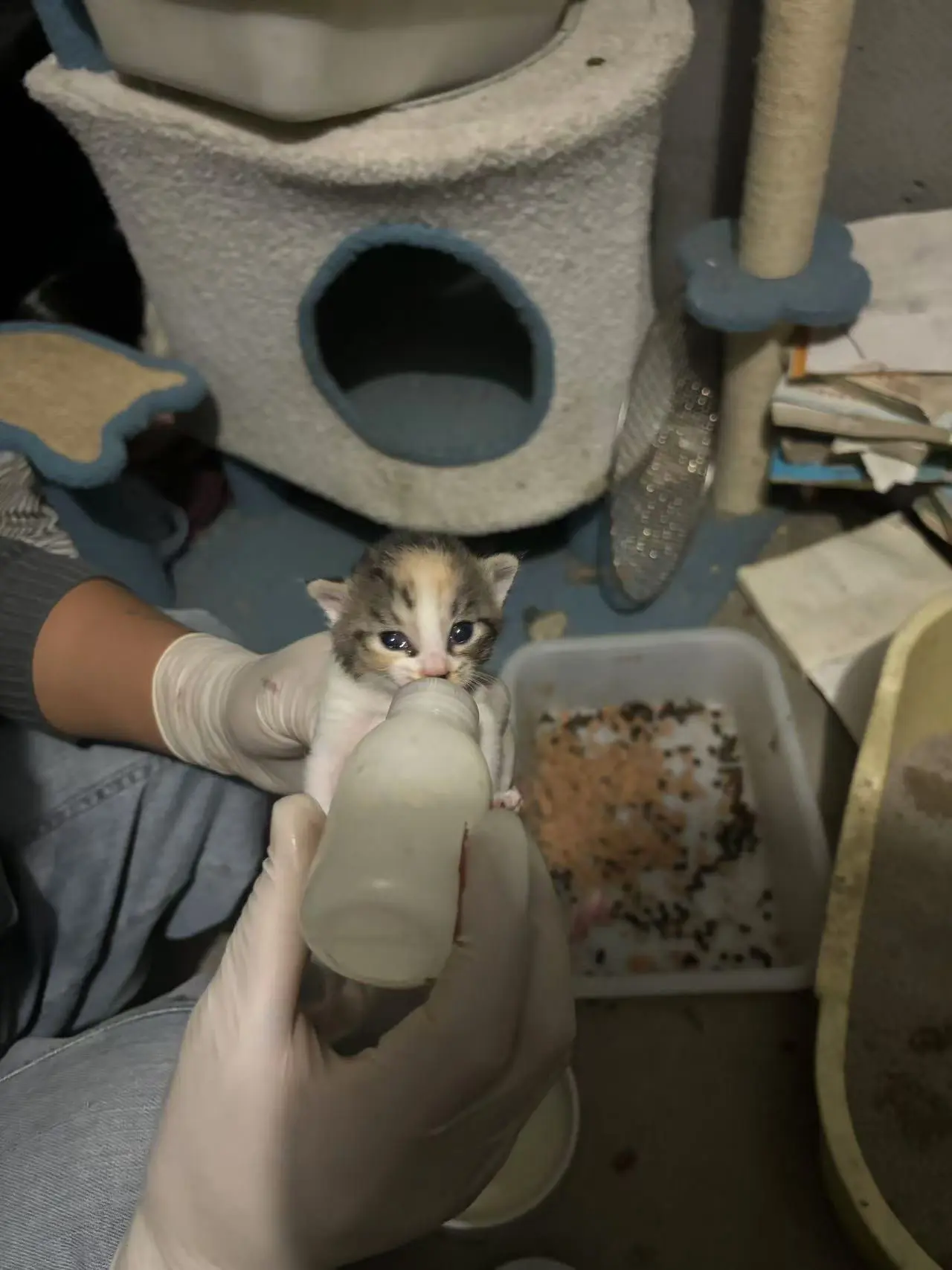 可怜的小猫咪没丢弃垃圾桶