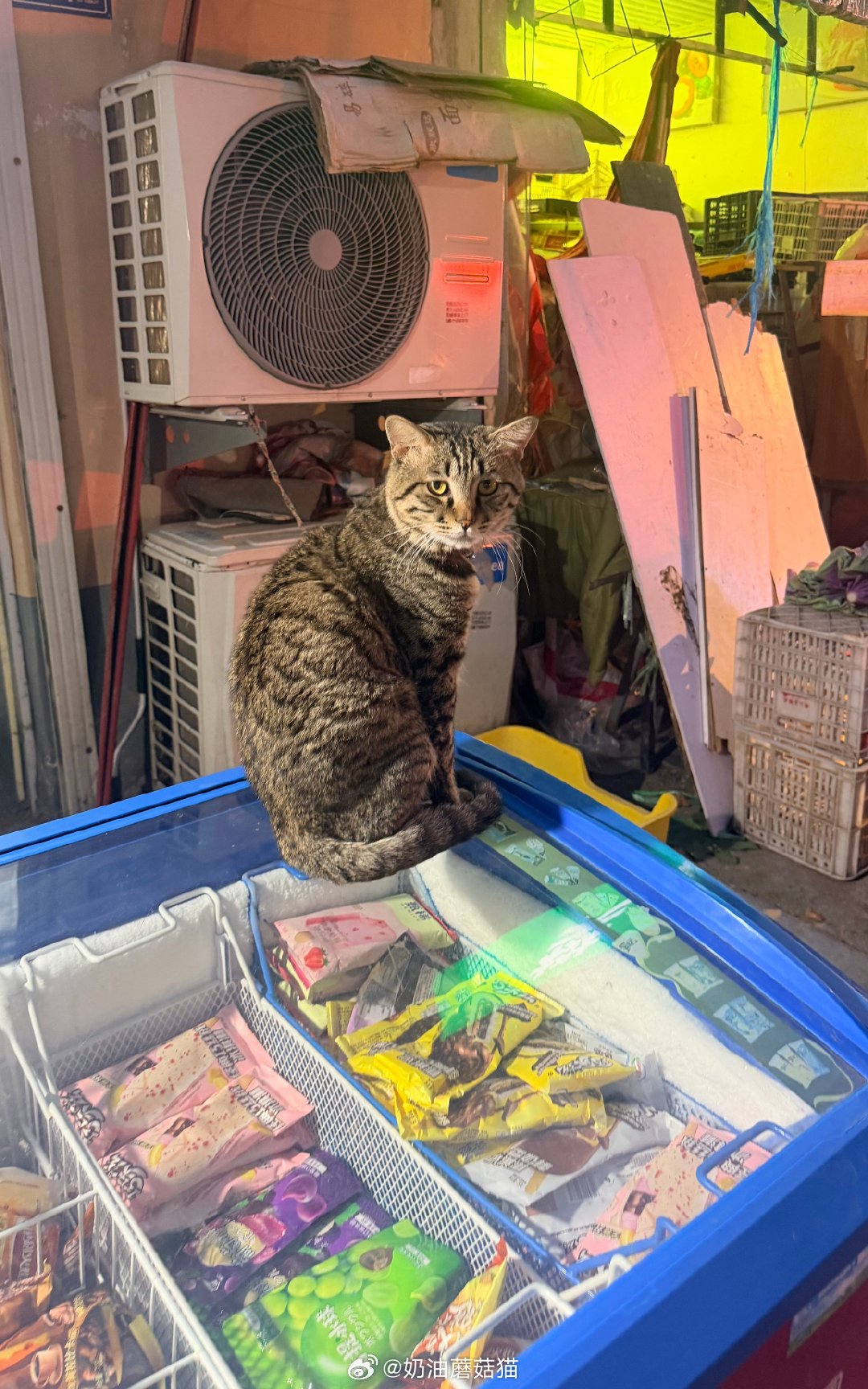 🐱：买不买？不买赶紧走！！！！ 
