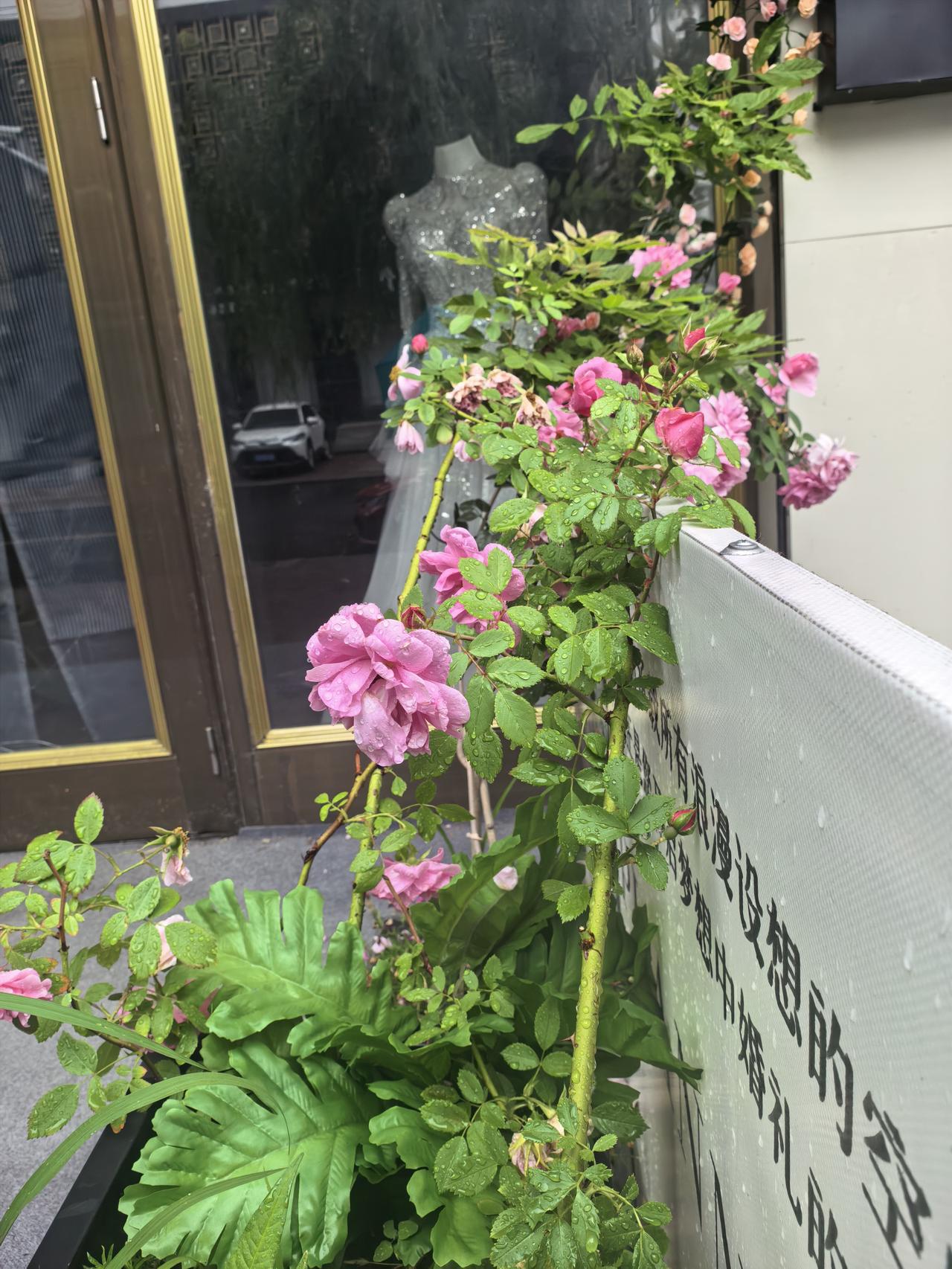 发一张你相册最近拍的花