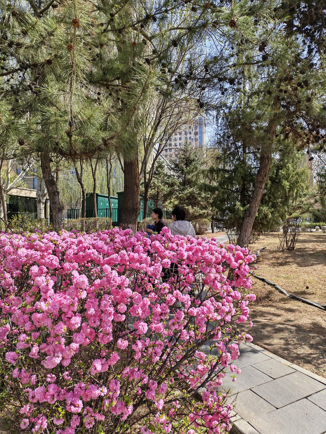 四月份的春天，树木抽出新的枝条，桃花盛开，道路两旁红花柳绿十分美丽。