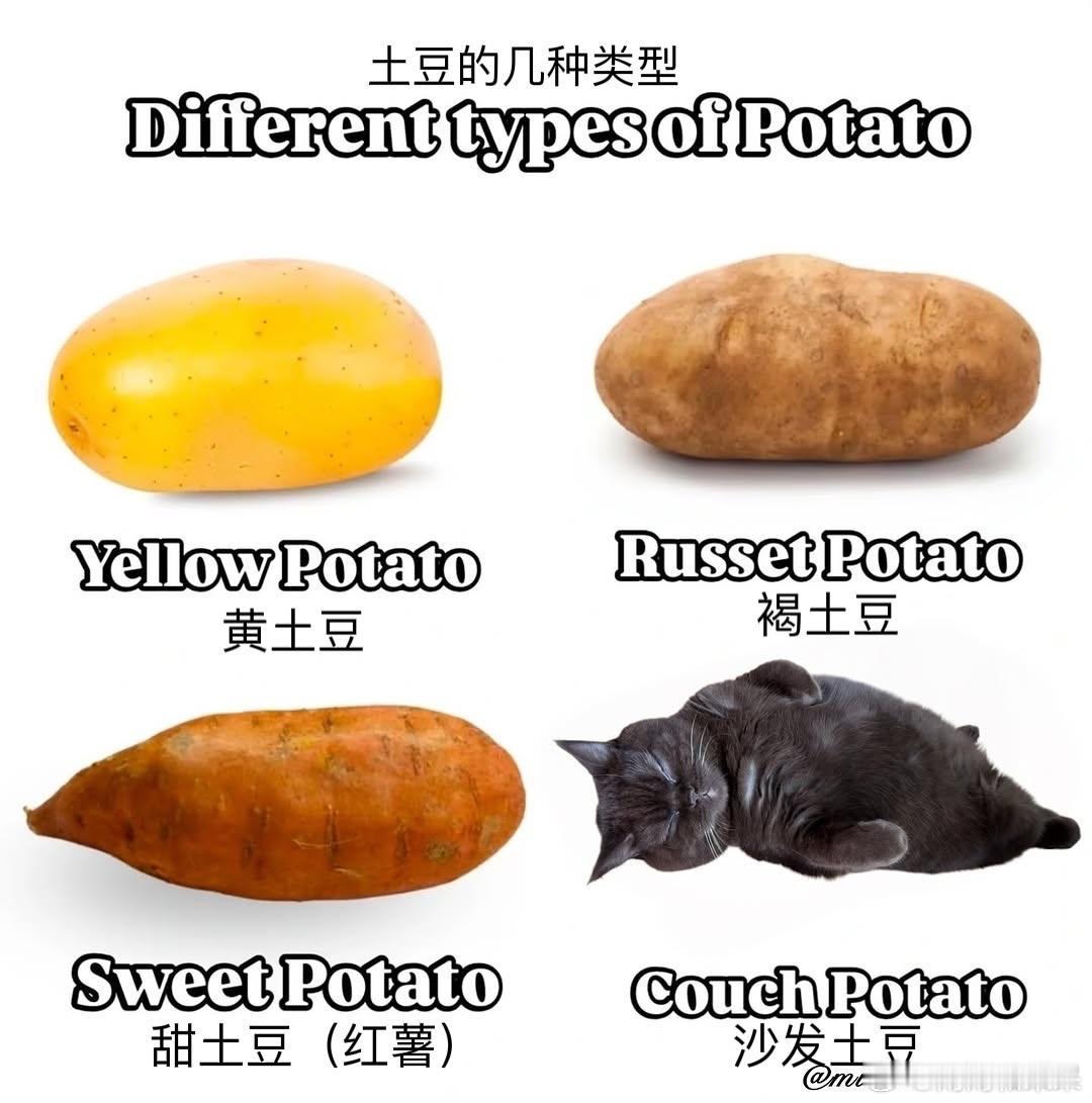 你喜欢吃哪种土豆🥔？cr：mika.and.mocha 