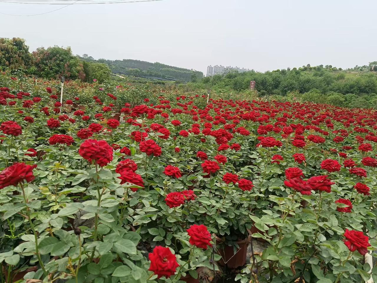 过了50岁，别亏了自己，记住这4句话，身体舒坦一整年
 
 
今天周二，忙忙碌碌