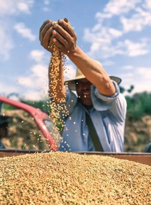 断中国粮，饿死十几亿人？美国驻日本大使曾放下狠话：如果中国不按他们的规矩来，就要