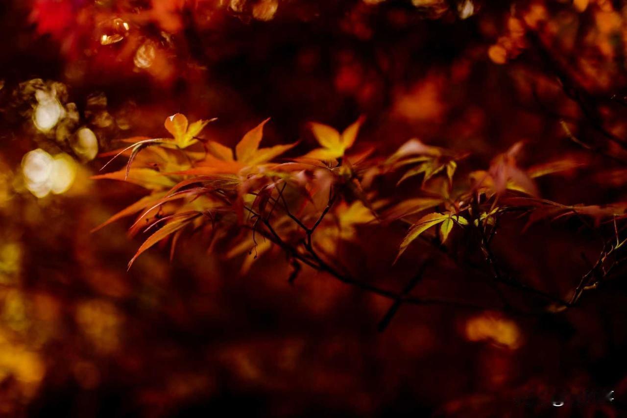 繁花似锦